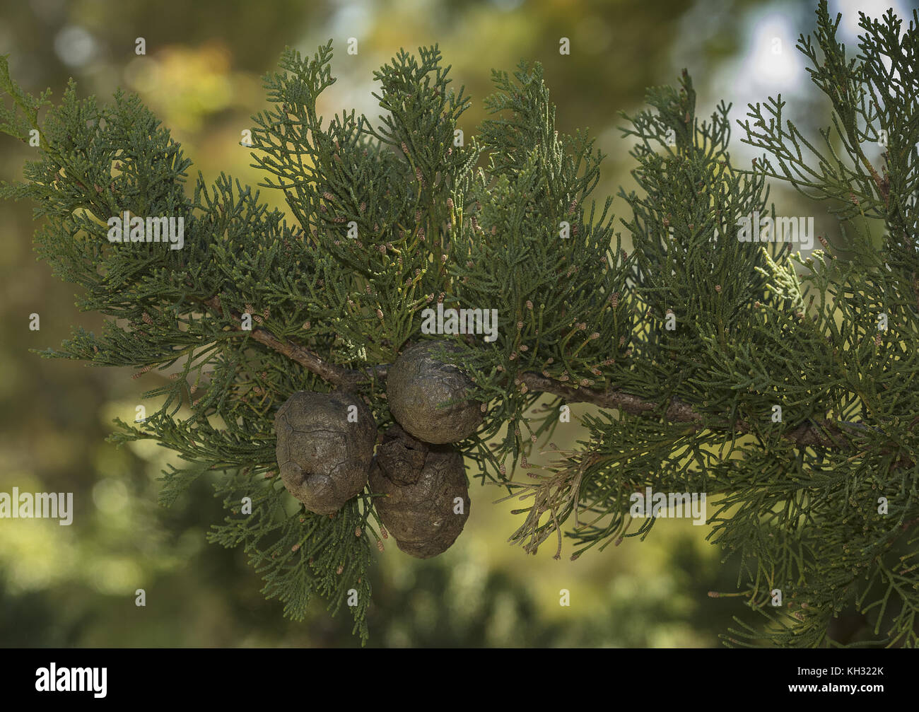Mittelmeer Zypresse Cupressus sempervirens mit Früchten. Kroatien. Stockfoto