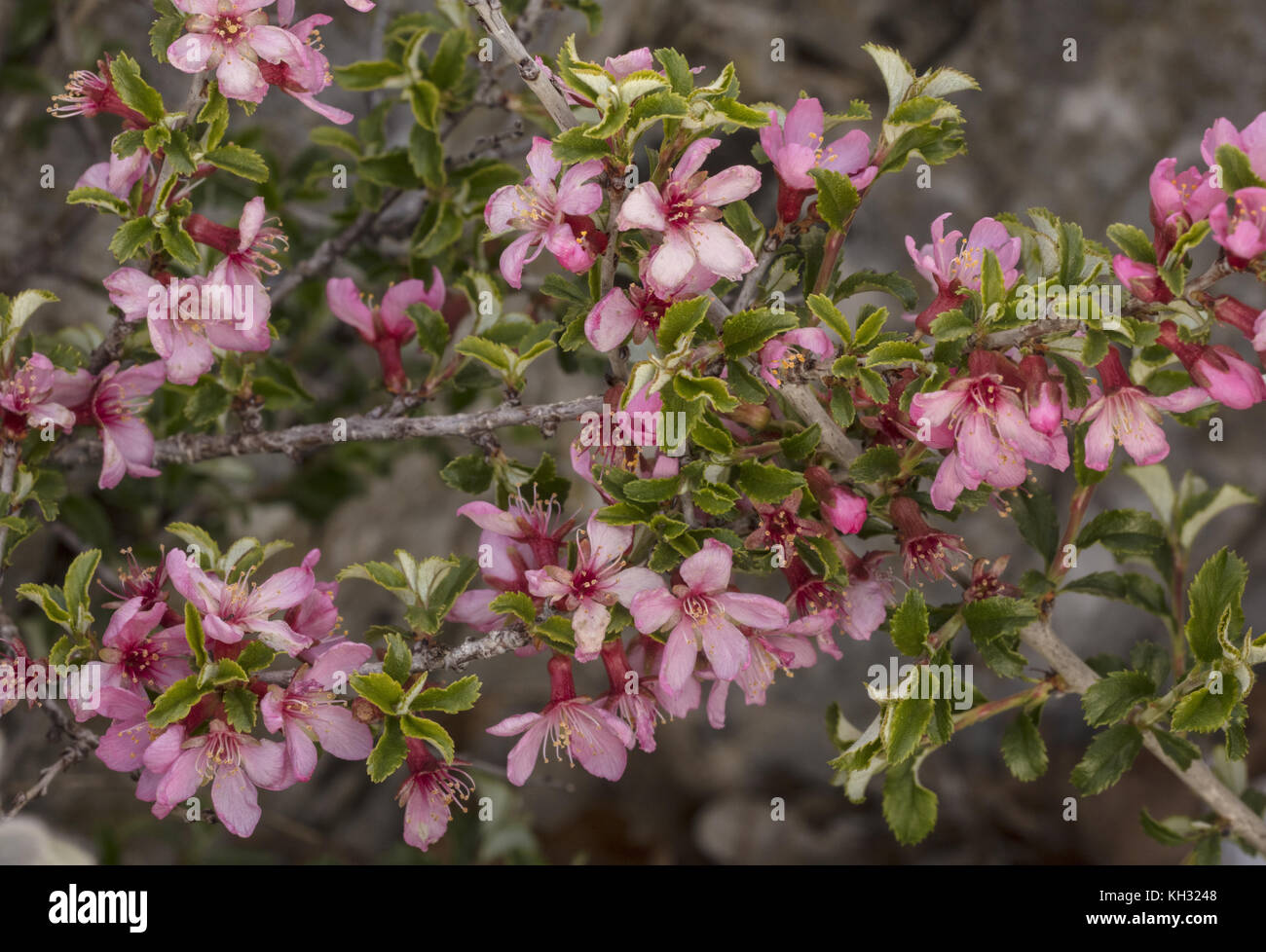 In die Knie, Kirsche, Prunus prostrata, in voller Blüte auf Kalkstein Berg, Kroatien. Stockfoto