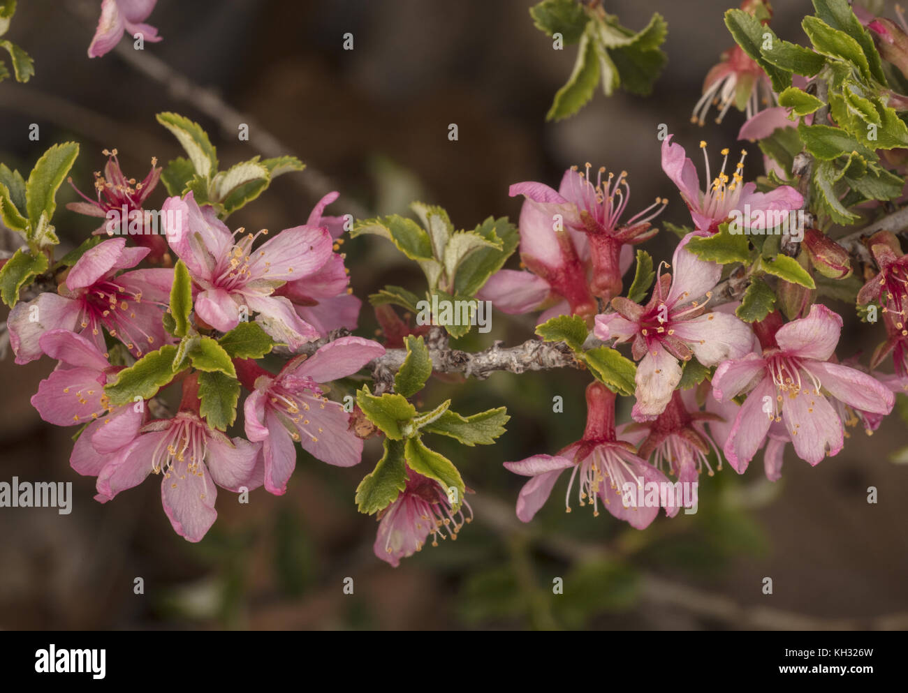 In die Knie, Kirsche, Prunus prostrata, in voller Blüte auf Kalkstein Berg, Kroatien. Stockfoto