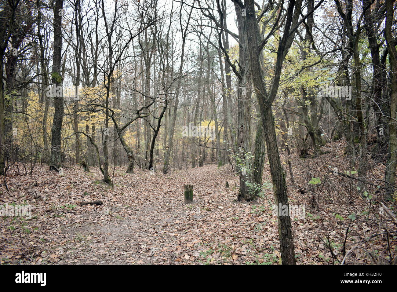 Deep Forest Path - ein geheimnisvoller Eingang zum Wald Stockfoto Deep Forest Path - ein geheimnisvoller Eingang zum Wald Stockfoto