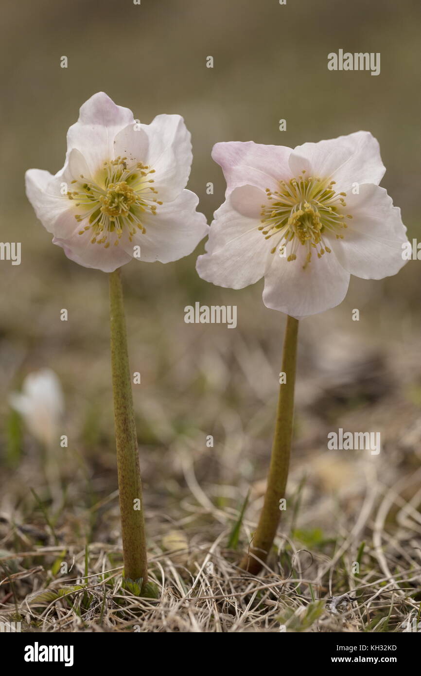 Christrose, Helleborus niger, in der Blume im späten Winter in den Julischen Alpen in Slowenien. Stockfoto