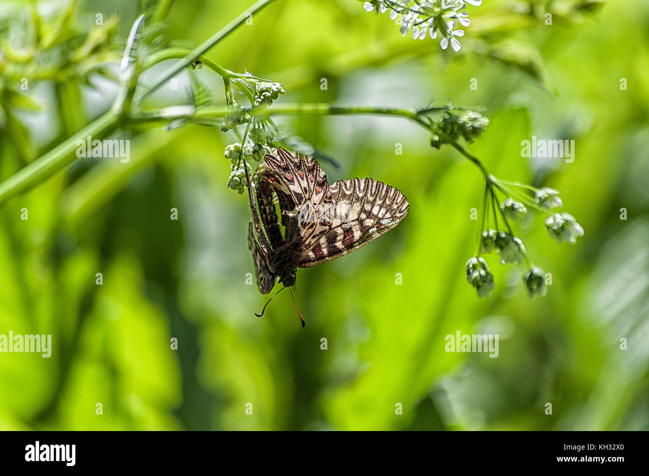 Lycaena polyxena Schmetterling auf einer Blüte in der Natur Stockfoto