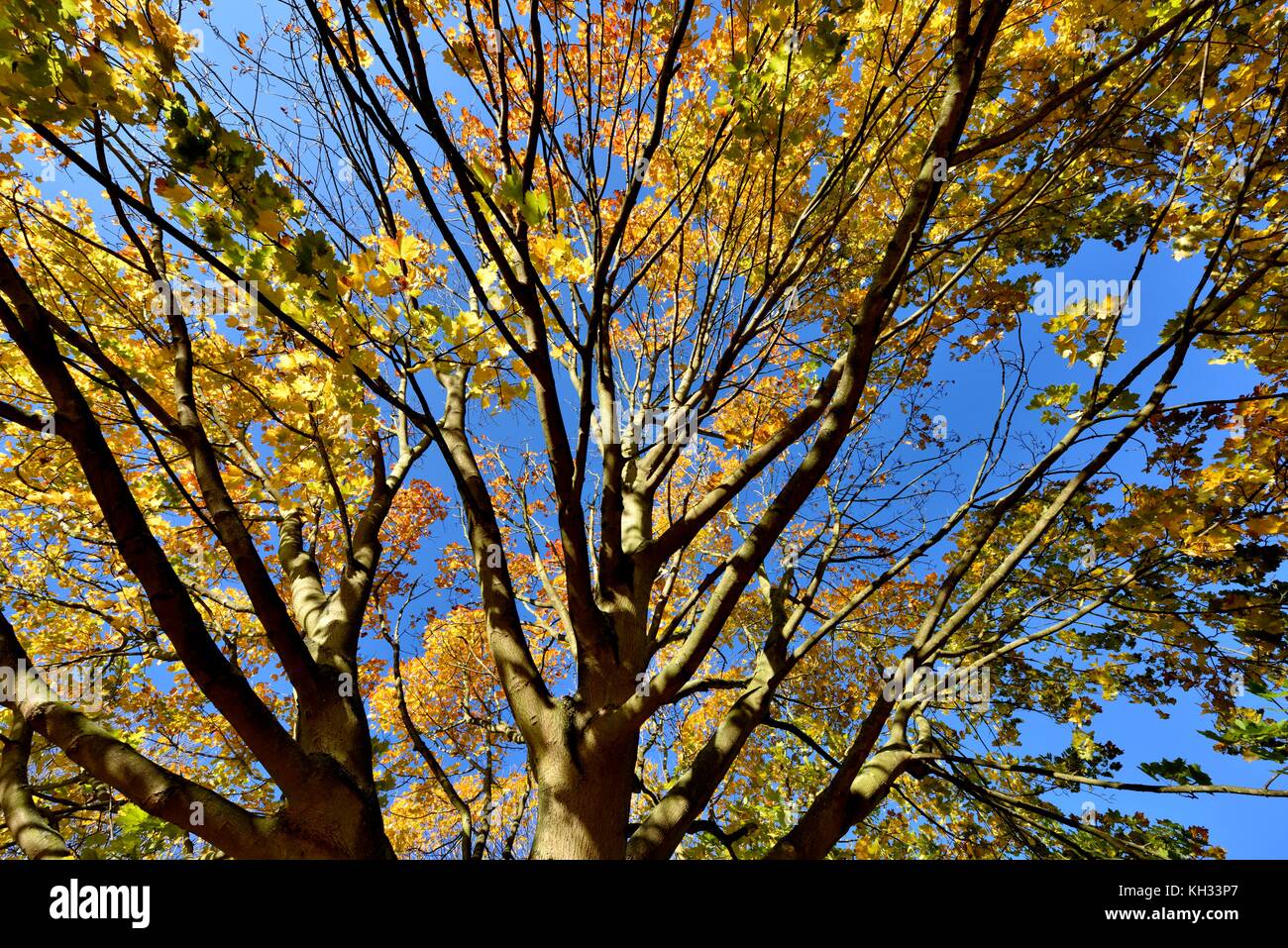 Herbst Szene Bäume Blätter Niederlassungen Stockfoto