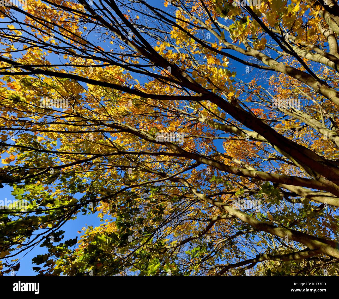 Herbst Szene Bäume Blätter Niederlassungen Stockfoto