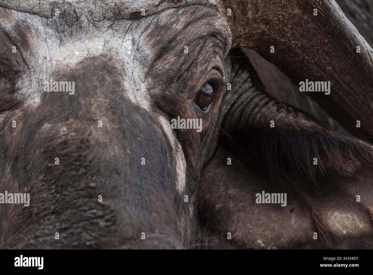 Kopf geschossen von einem Kaffernbüffel (Syncerus Caffer) Fokussierung auf das Auge Stockfoto