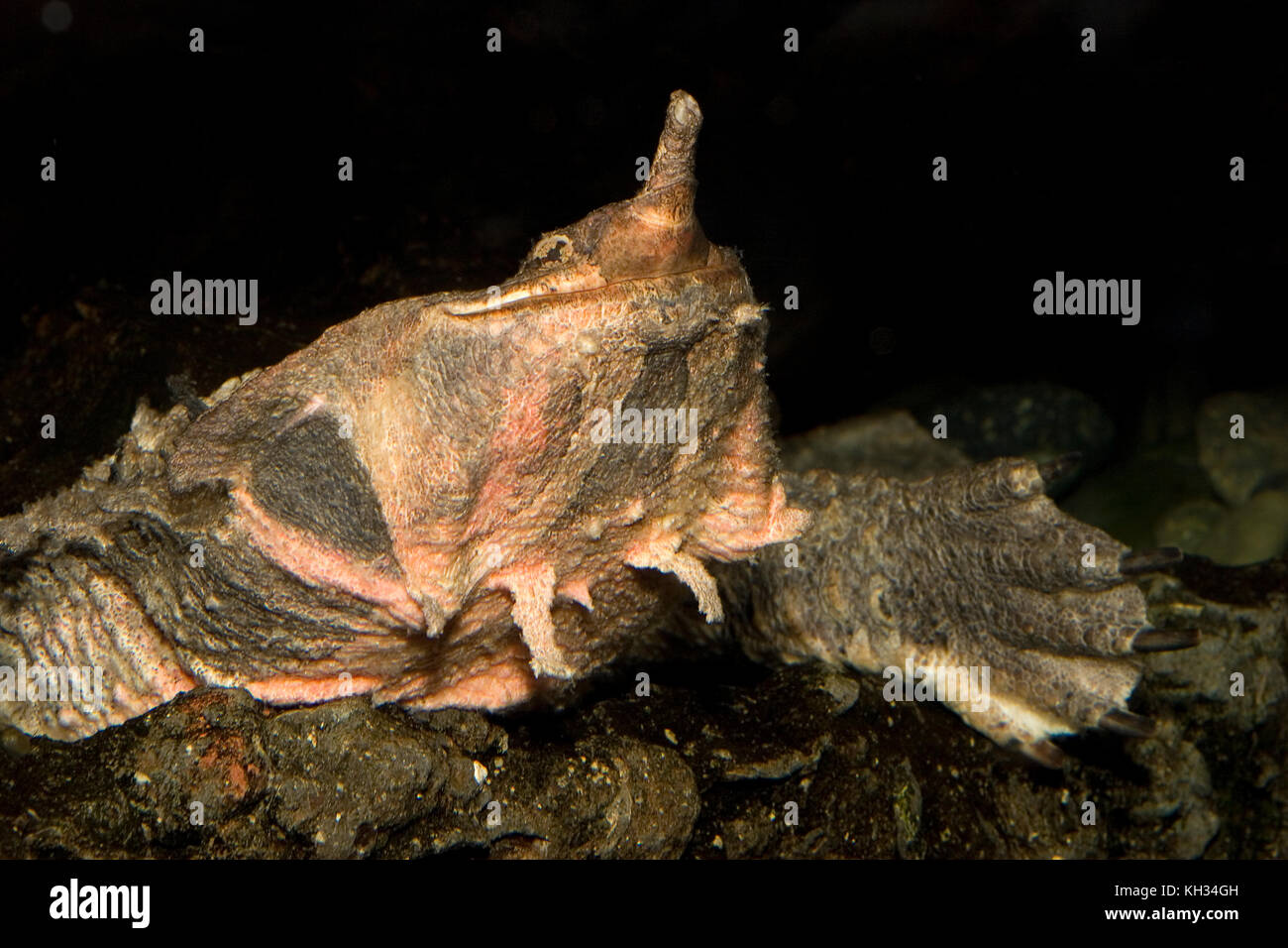 Mata Mata, Chelus fimbriatus, Süßwasser-Schildkröten aus Südamerika im Amazonas Stockfoto
