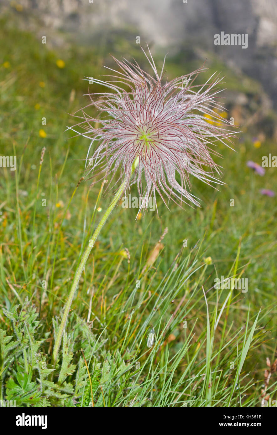 Fruchtkörper plant der alpinen Küchenschelle Stockfoto