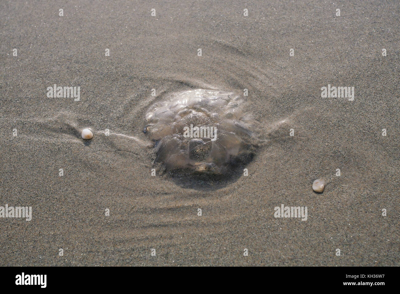 Ohrenquallen blob Trocknen auf dem sandigen Strand Kiel auf Achill Island im County Mayo Irland Stockfoto