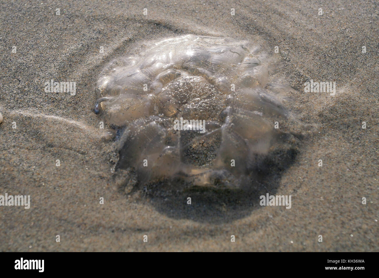 Ohrenquallen blob Trocknen auf dem sandigen Strand Kiel auf Achill Island im County Mayo Irland Stockfoto