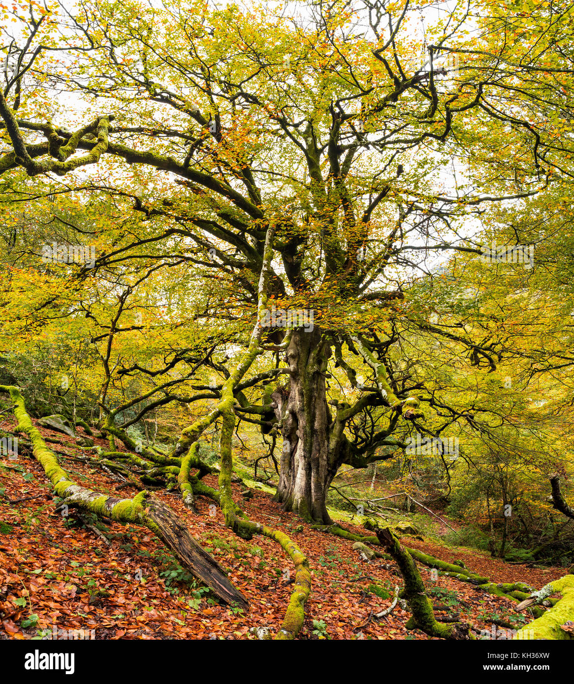 Riesige Buche im Herbst - Asturien, Spanien Stockfoto