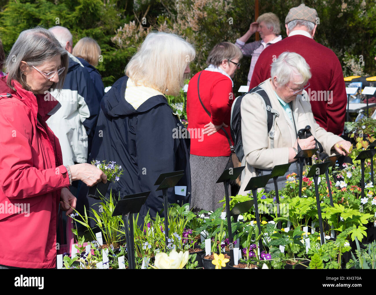 Frauen Pflanzen kaufen von einem Gartencenter Verkaufsstand an der Cornwall spring flower show, boconnoc House Estate, Cornwall, Großbritannien Stockfoto