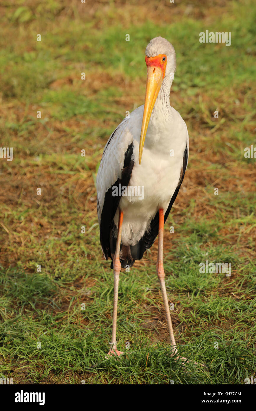 Nimmersatt - mycteria Ibis - mit charakteristischen gelben Bill und rote Haut im Gesicht Stockfoto