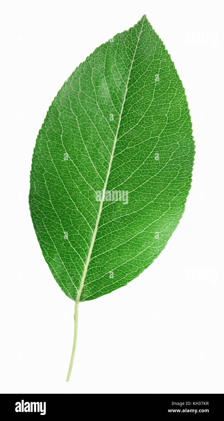 Frische grüne Birne Blatt auf weißem Hintergrund mit Freistellungspfad isoliert Stockfoto