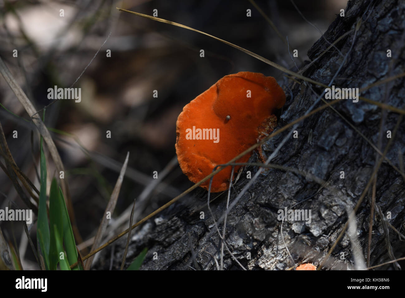 Orange polypore Stockfoto