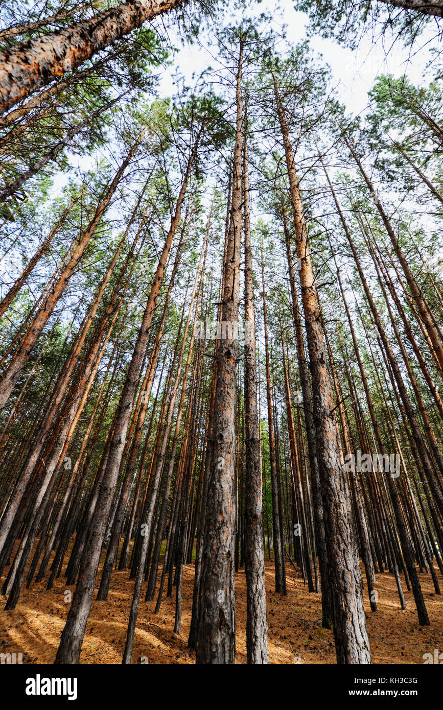 Sibirische Pinienwald am Anfang des Herbstes. Boden mit Tannenzapfen und trockenen Nadeln verstreut. Stockfoto