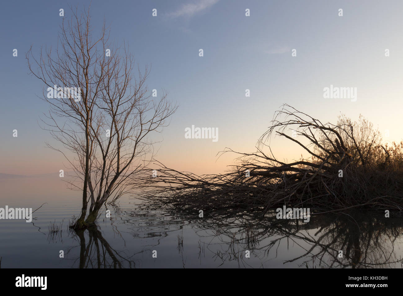 Skelett- und umgestürzte Bäume auf einem See bei Sonnenuntergang, mit schönen Reflexionen und warme Töne in den Himmel Stockfoto