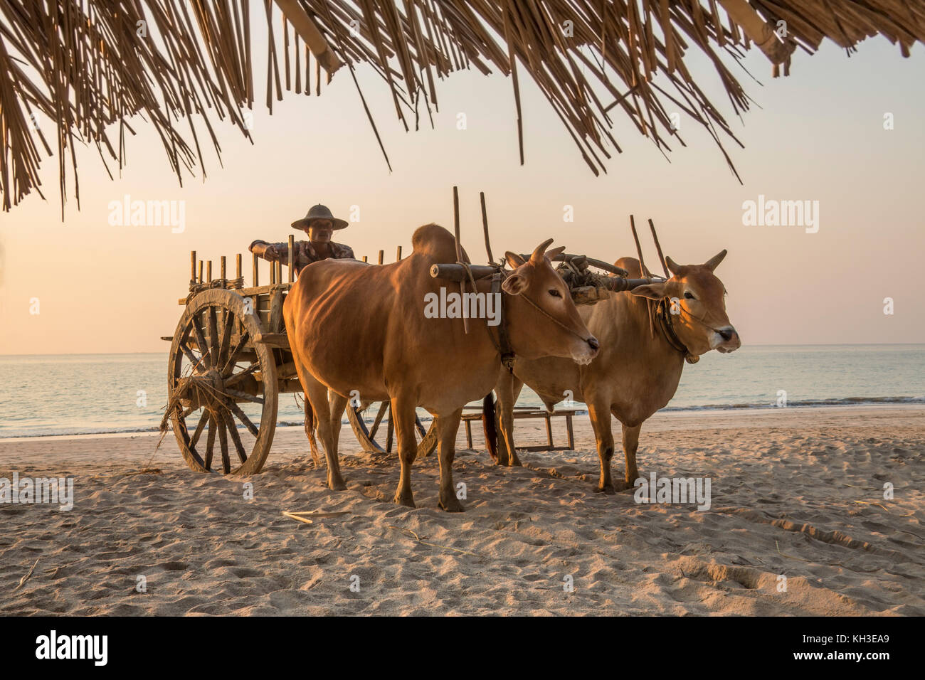 Ochsenkarren am Ngapali Beach Resort im Rakhine State in Myanmar (Burma). Stockfoto