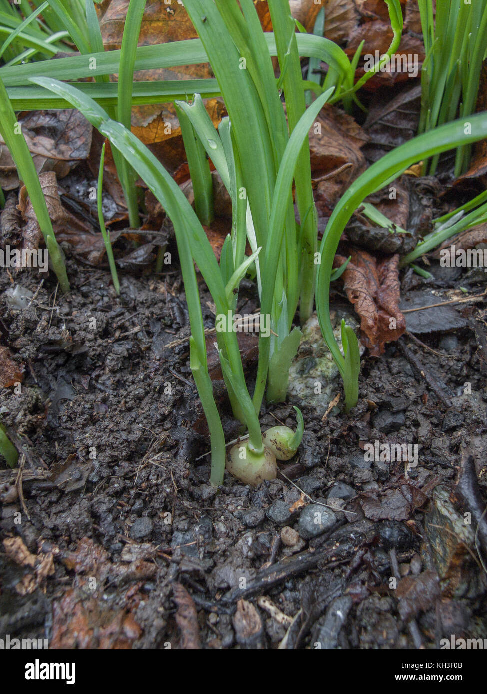 Glühbirnen und Gras - wie Blätter von Three-Cornered Porree/Allium triquetrum. Essbar und schmeckt ein bisschen wie Knoblauch, Schnittlauch. Stockfoto