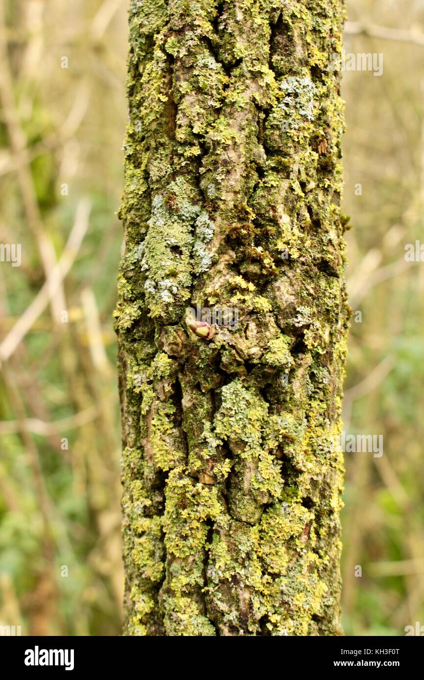 Nahaufnahme der Holunder Baumstamm in grün Flechten bedeckt Stockfoto