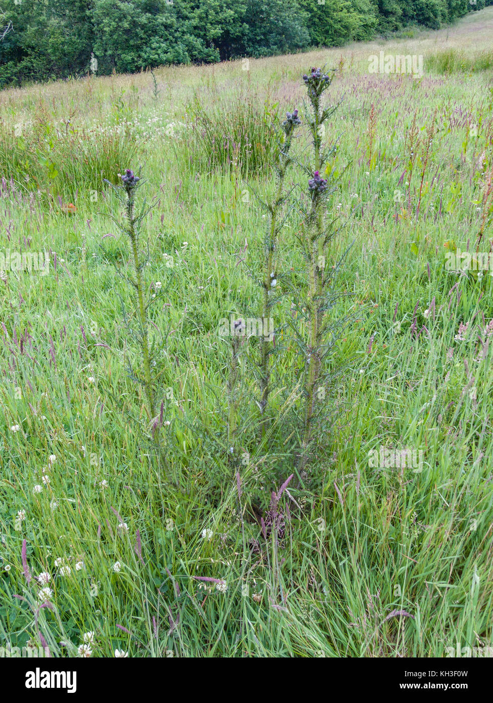 Marsh Thistle/Cirsium palustre - die vorbereiteten Stiele, die sind essbar, wenn sie gekocht wird. Mögliche Metapher für Schmerzen/schmerzhaft/scharf. Stockfoto