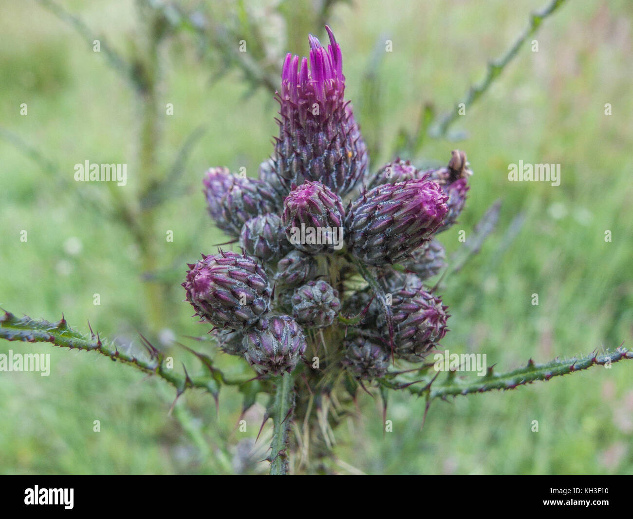 Blütenknospen von Marsh Thistle / Cirsium palustre - die vorbereiteten Stängel sind essbar, wenn gekocht. Mögliche Metapher für Schmerz / schmerzhaft / scharf. Stockfoto