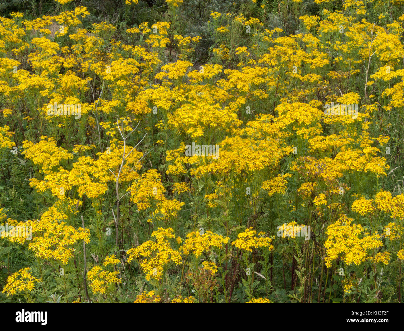 Masse der Blüte Ragwort/Dactylorhiza maculata = Extensa vulgaris - lästige Giftiges Unkraut in Großbritannien für Landwirte und Grundbesitzer mit Pferden.. Stockfoto