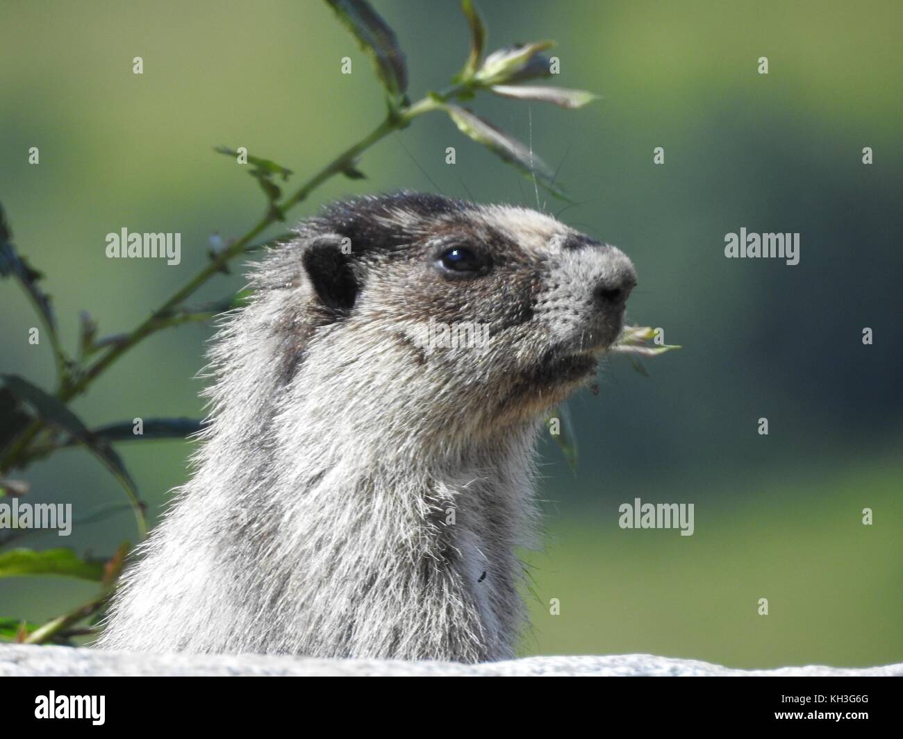 hoary marmot Stockfoto