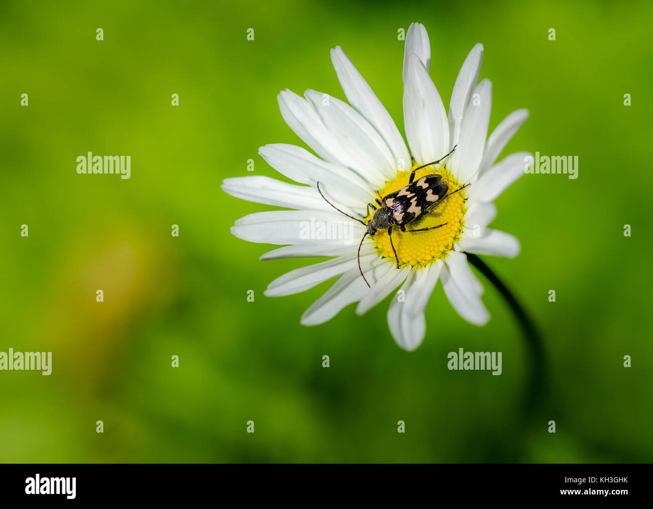 Longhorn Beetle auf einem wilden Daisy Stockfoto