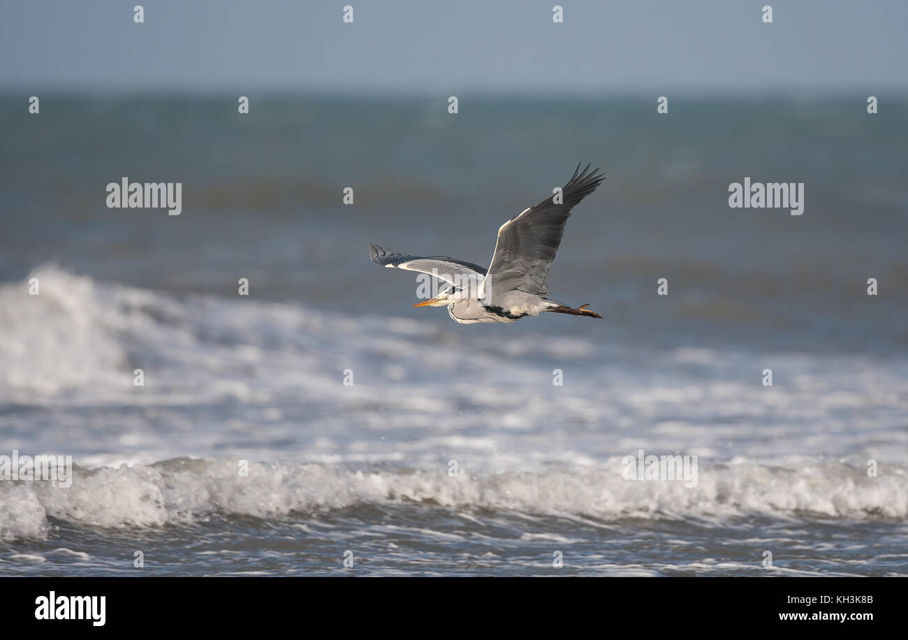 Seitenansicht des Wilden, Küsten UK Graureiher (Ardea cinerea) Vogel im Flug isoliert, Flügel, Hals eingefahren, flying low über eine stürmische See. Stockfoto