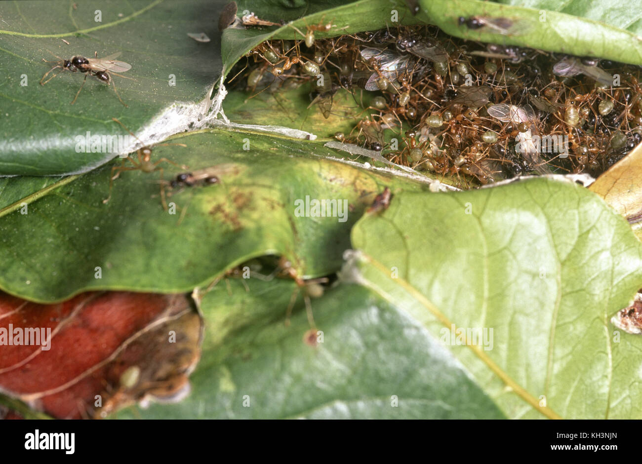 Ein grüner Baum Ameise Nest Stockfoto