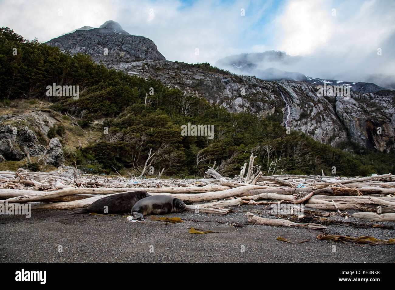 Südlichen Seeelefanten in Karukinka Naturpark in Patagonien Fjorde Chiles Stockfoto