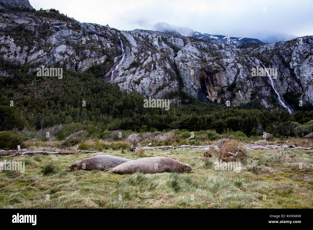 Südlichen Seeelefanten in Karukinka Naturpark in Patagonien Fjorde Chiles Stockfoto