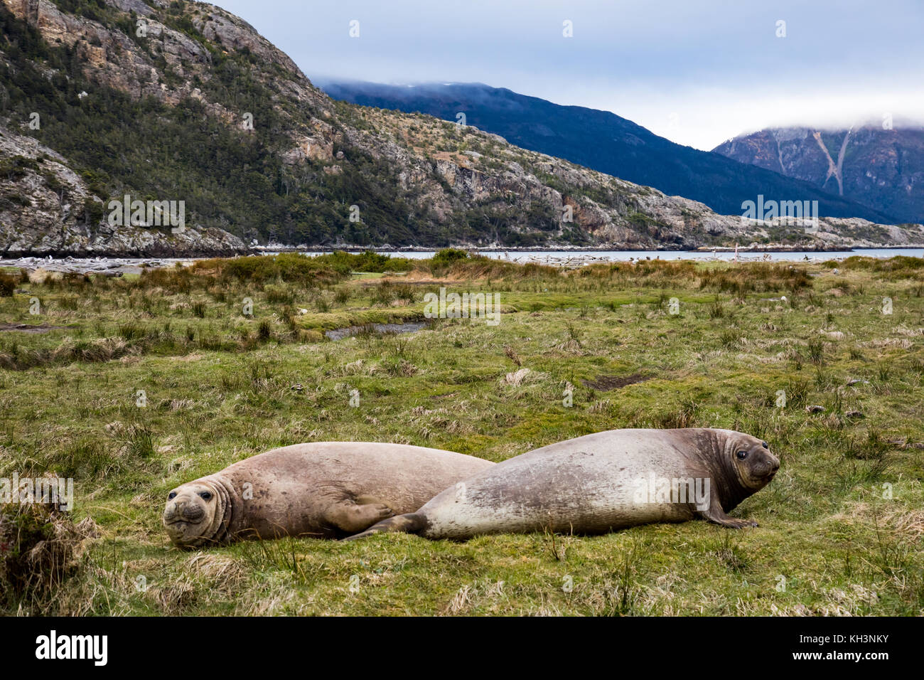 Südlichen Seeelefanten in Karukinka Naturpark in Patagonien Fjorde Chiles Stockfoto