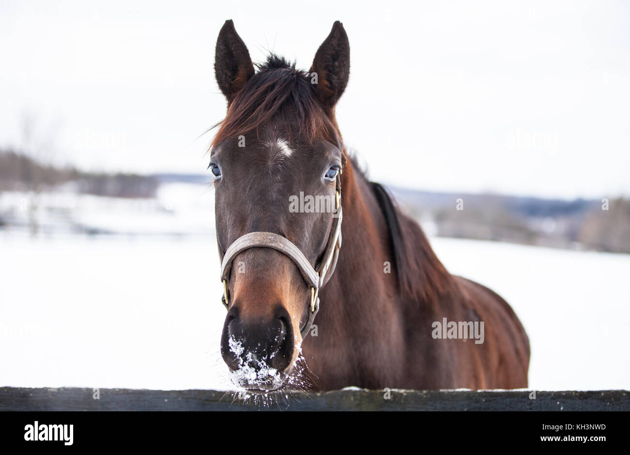Dieses Pferd war sehr neugierig und kam über rechts weg, mich zu prüfen... Stockfoto