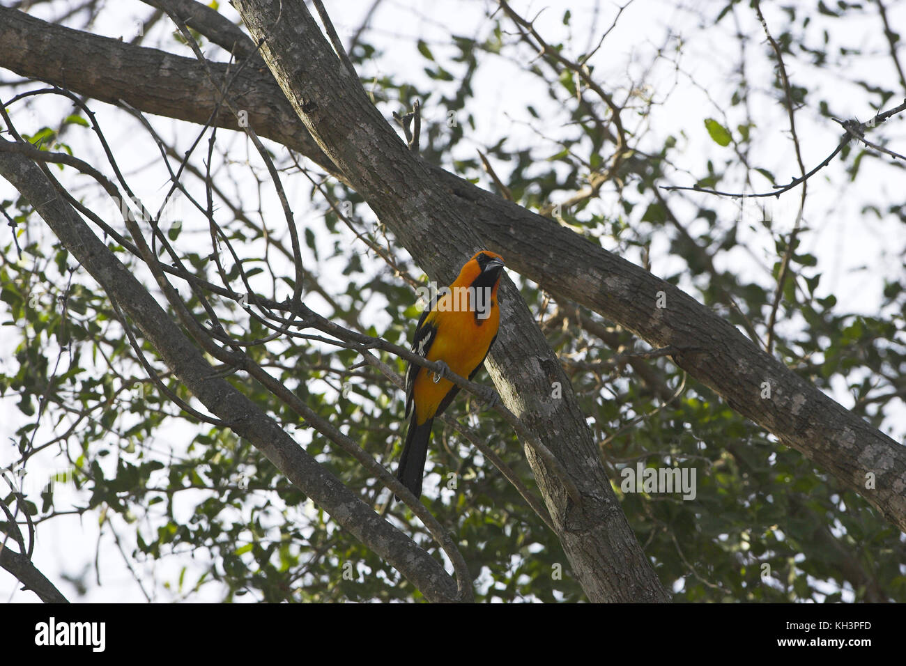 Altamira oriole Ikterus gularis Salineno unteren Rio Grande Valley Texas USA Stockfoto