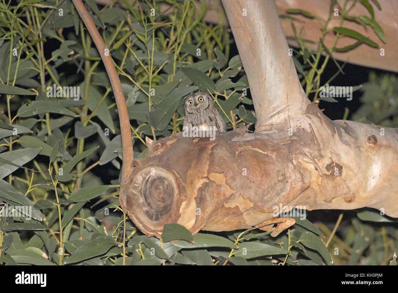 Eurasian scops owl Otus scops thront im Baum in der Nähe von Bastia Korsika Frankreich Stockfoto