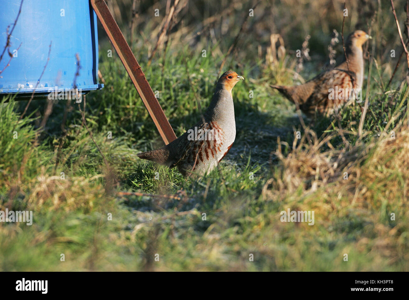 Rebhuhn Perdix perdix Weibchen in der Nähe der Saatguttank Stockfoto