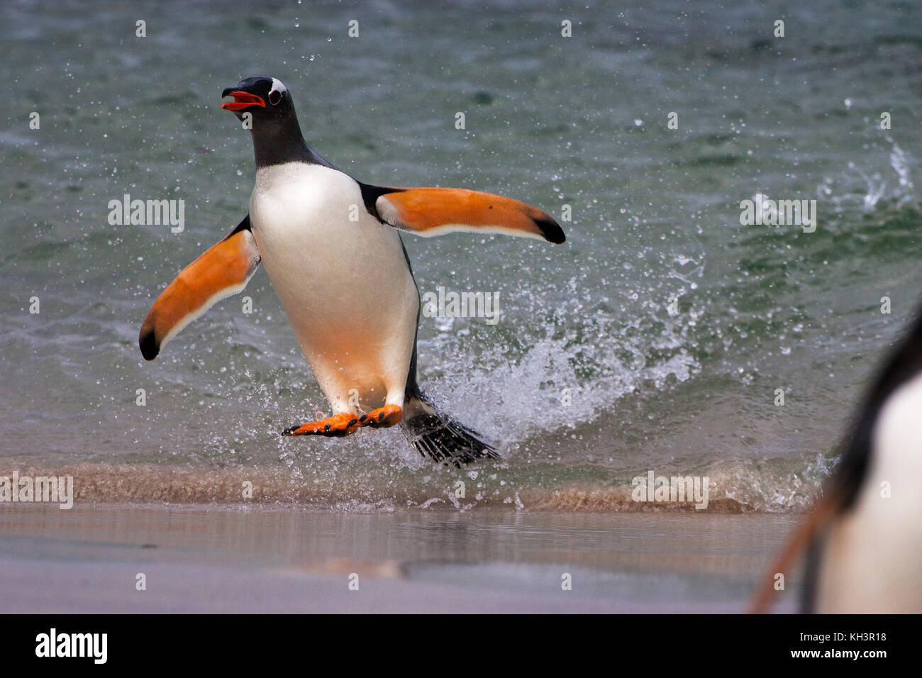 Gentoo Pinguin Pygoscelis papua hetzen aus Meer Raubtiere trostlosen Insel Falkland Inseln zu vermeiden. Stockfoto