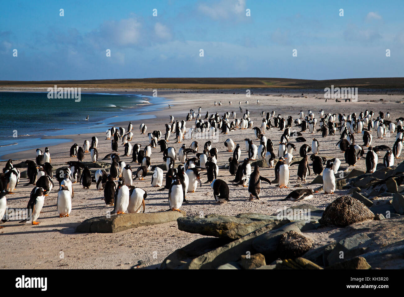 Gentoo Pinguin Pygoscelis papua Gruppe am Strand trostlosen Insel Falkland Inseln Stockfoto