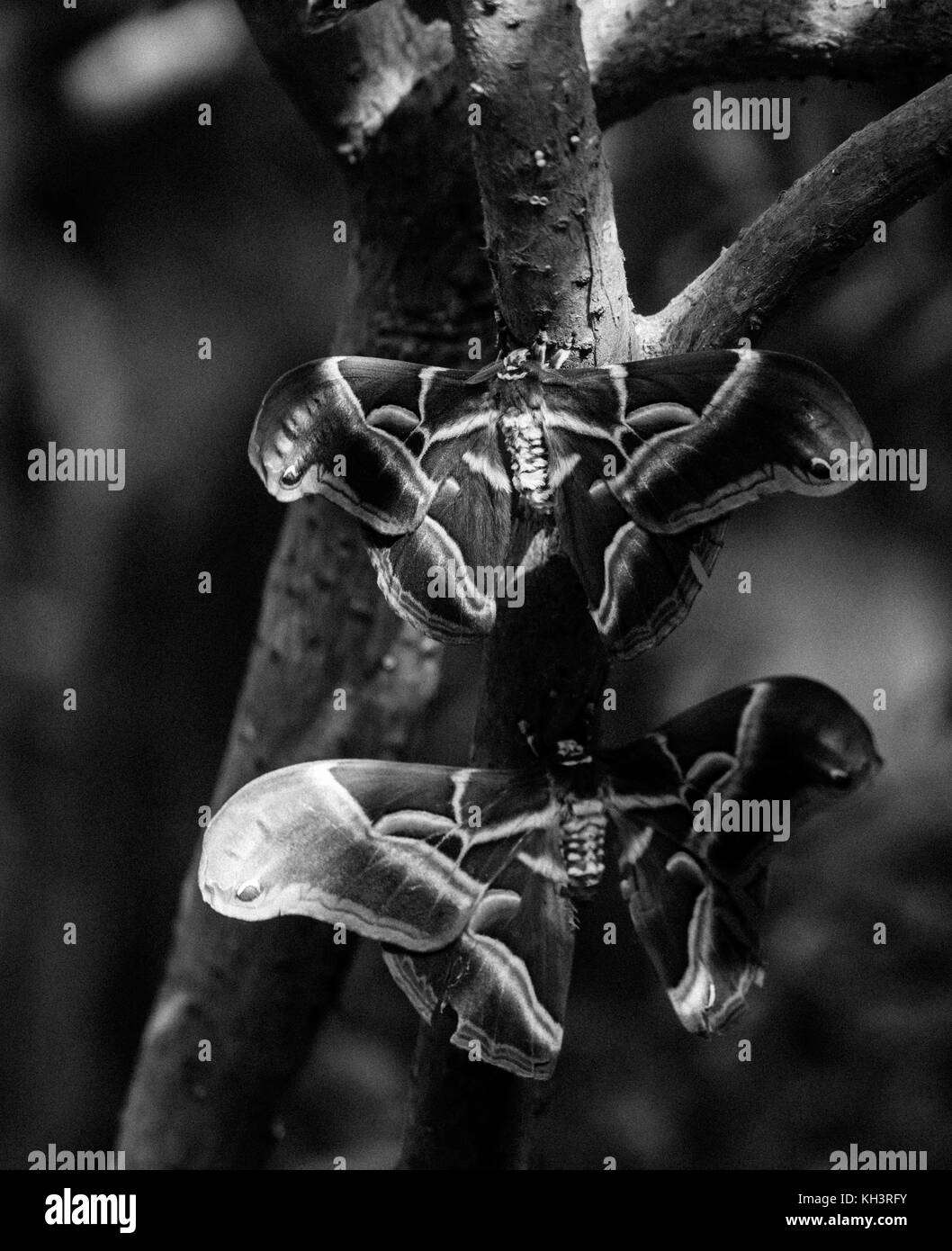 Ein paar schöne Motten gefangen hängend an einer Niederlassung in Schwarz und Weiß Stockfoto