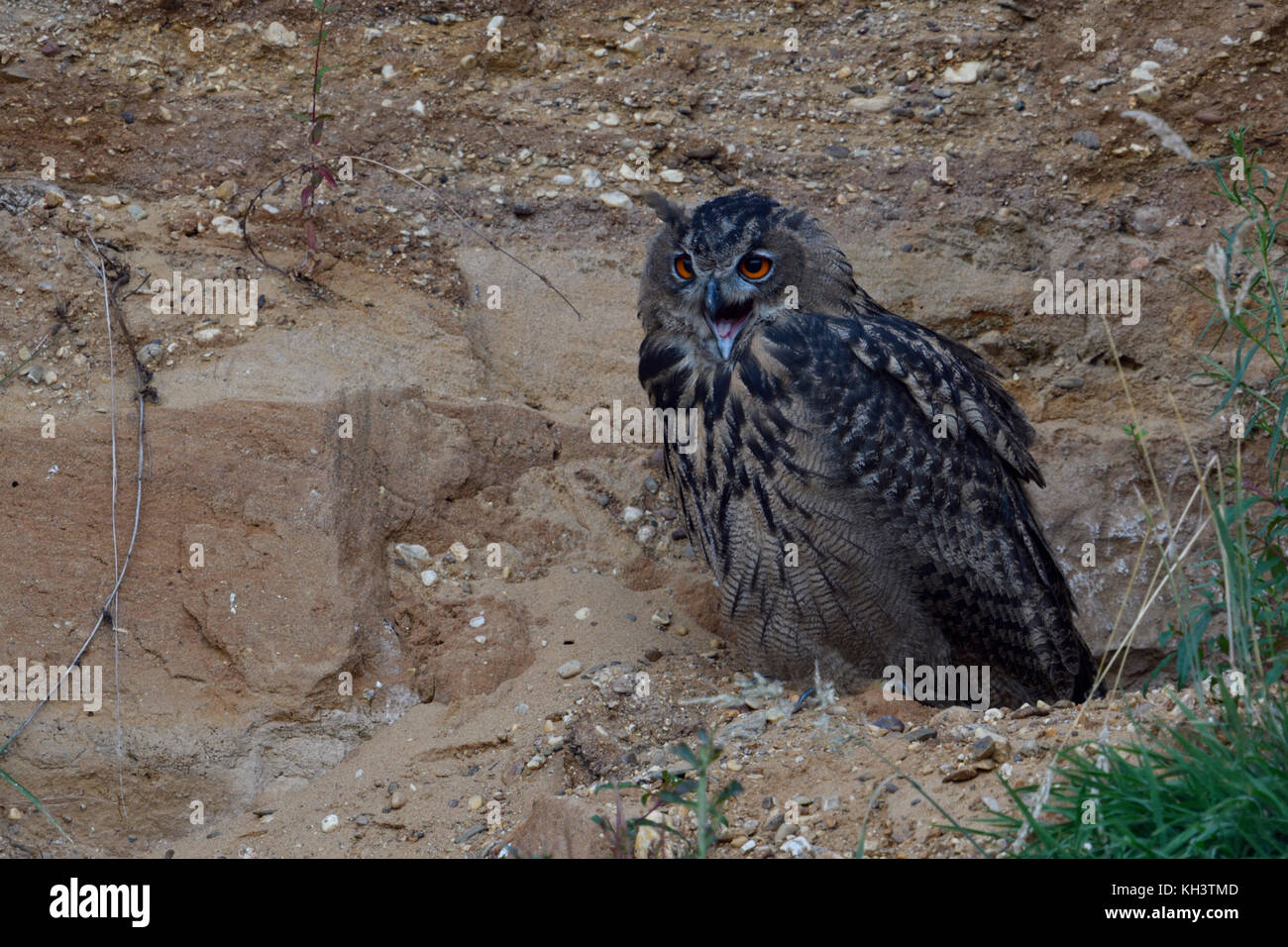 Uhu/europäischer Uhu (Bubo bubo), jungen Vogel in einer Kiesgrube, Berufung, krächzen, Betteln, bei Einbruch der Dunkelheit, Wildlife, Europa. Stockfoto