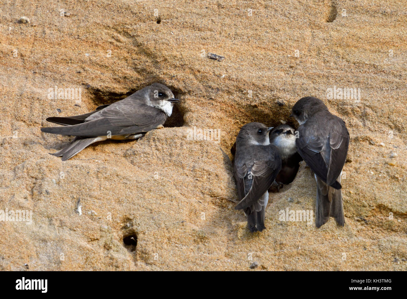 Sand Martins / Uferschwalben, eine Herde, die zusammen an ihren Nistlöchern in einer Sandklippe eines Flussufers thront, Wil Stockfoto