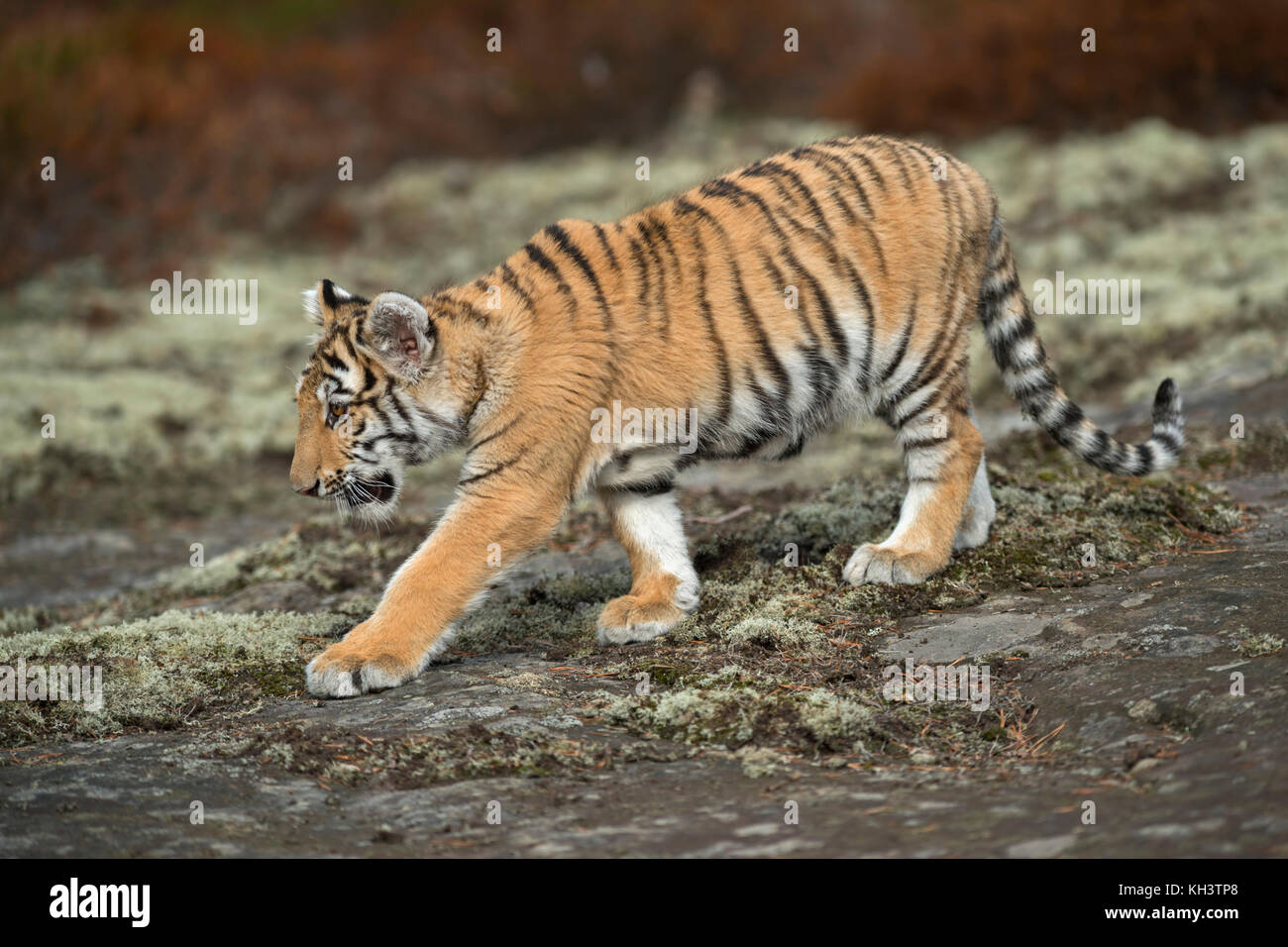 Königlicher Bengaler Tiger ( Panthera tigris ), Wandern, über einem Felsplateau schleichen, Ganzkörperansicht von der Seite, junges Tier in natürlicher Umgebung. Stockfoto