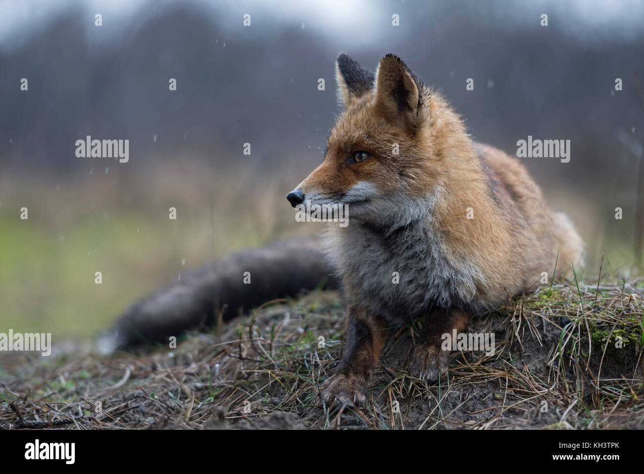 Red Fox/Rotfuchs (Vulpes vulpes) Erwachsenen, Lügen, ruht auf einem kleinen Knopf, Uhren beiseite aufmerksam, an einem regnerischen Tag, Wildlife, Europa. Stockfoto