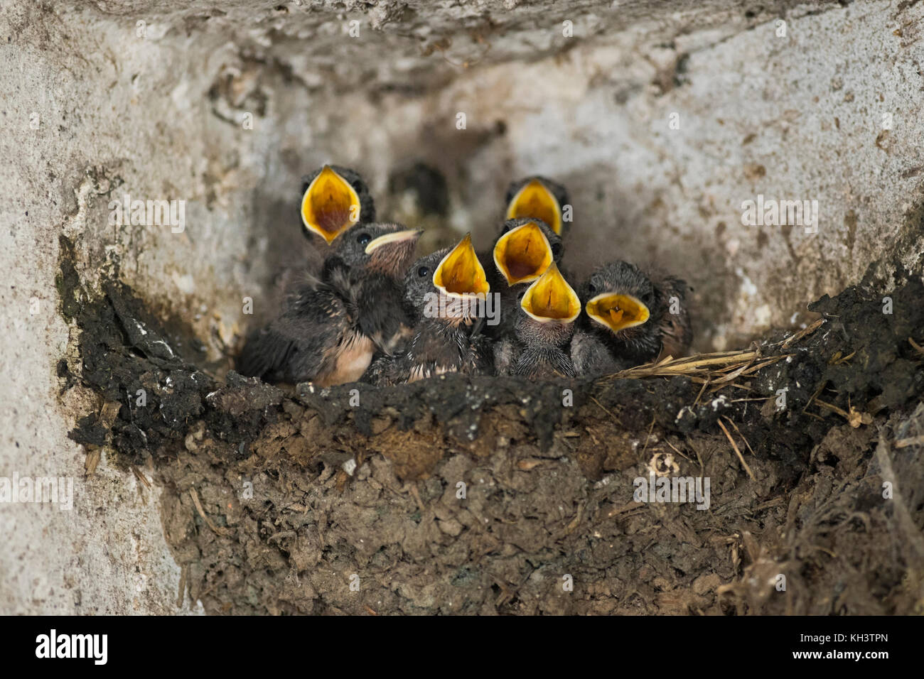 Rauchschwalben/Rauchschwalben (Hirundo rustica), sieben jungen Küken in einem Nest, Betteln, weit geöffneten gelben Schnäbeln, sieht lustig, wildilfe, E Stockfoto