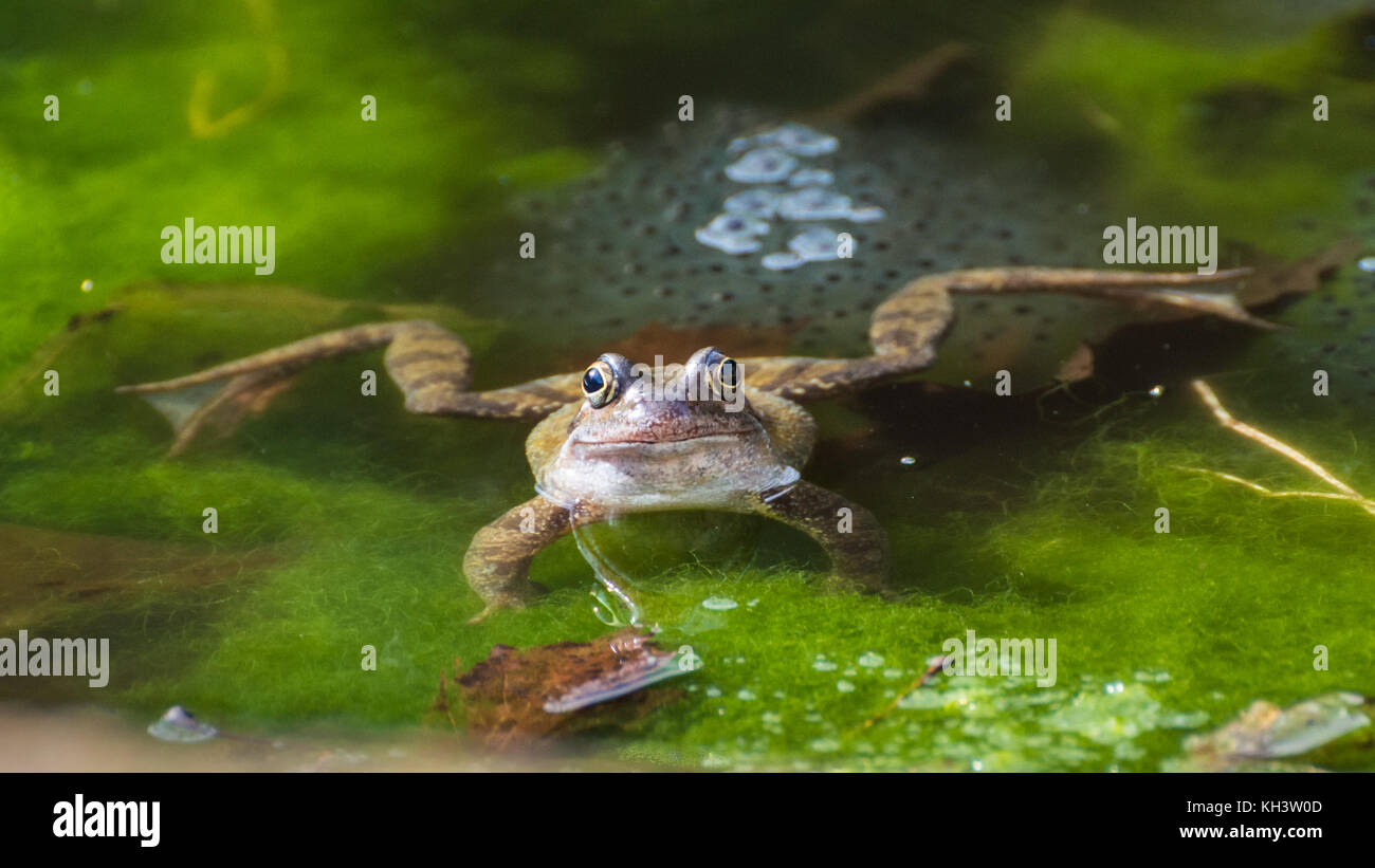 Ein Frosch sitzt Guarding einige frogspawn in einem Gartenteich. Stockfoto
