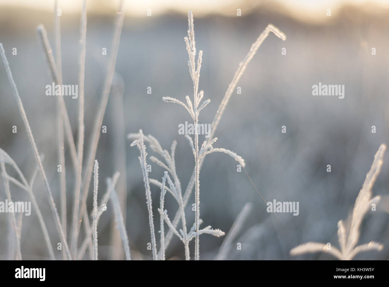 Frosted Pflanzen Stockfoto