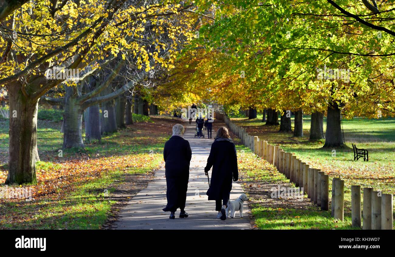 Zwei Frauen gehen ein Hund durch einen Herbst Szene in Wollaton Park Nottingham England Großbritannien Stockfoto