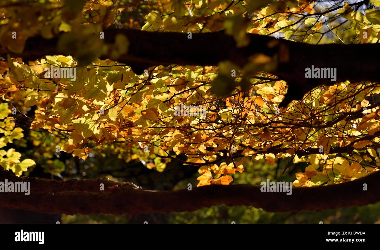 Eine Decke von Herbstlaub Stockfoto