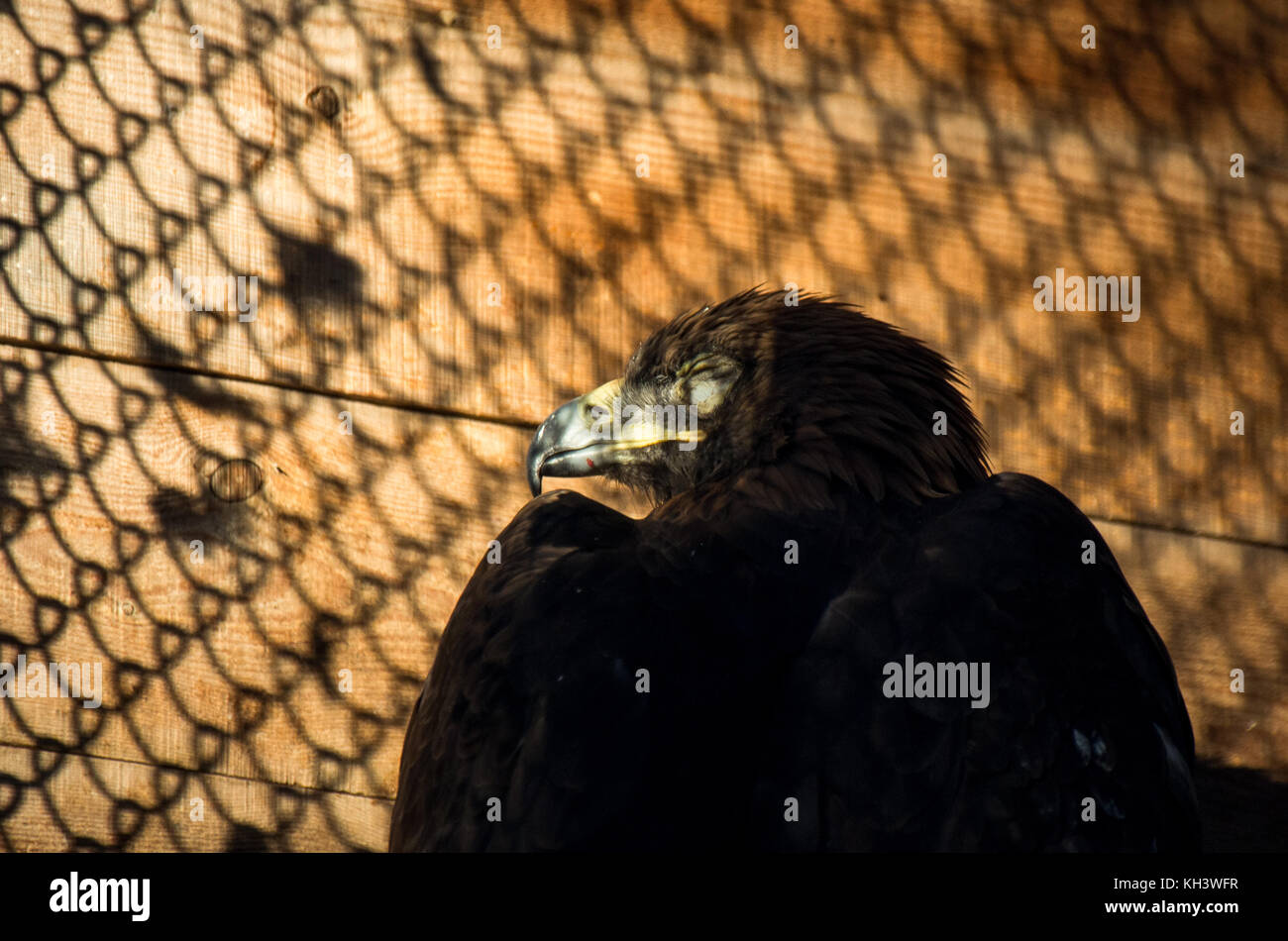 Beschränkung der Freiheit Konzept: Steinadler (Aquila Chrysaetos) in Gefangenschaft Stockfoto